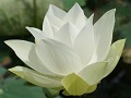 White Lotus