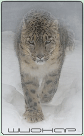 Snow King