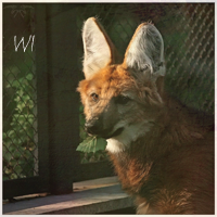 Wi