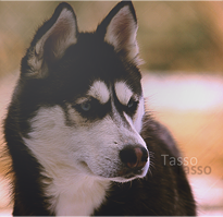 Tasso