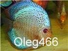Oleg466