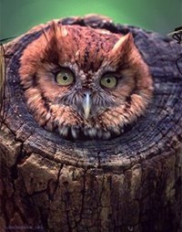 Owl