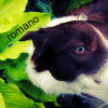 romano.