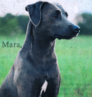 Mara