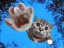 -|Cat|-