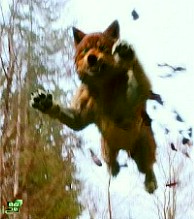 ������ ���