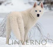 Linverno