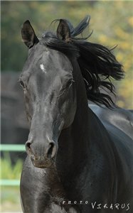 Aradana