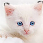 ������ �����