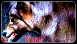 Weed