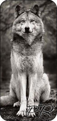 Wolf_PR