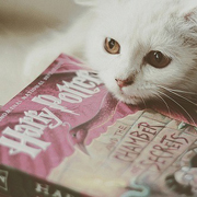 Bookworm