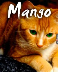 Mango