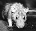 Greyrat