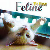 Feline