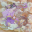 Stardragon