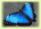 morpho