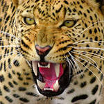 Reshad