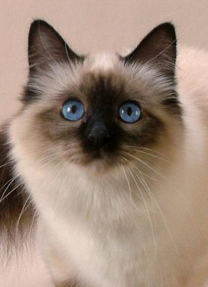 ����������� ������