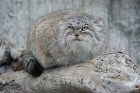 manul