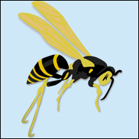 wasp