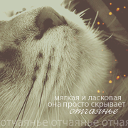 Аконит Аконит