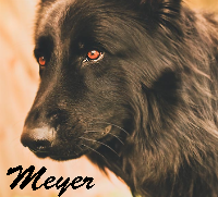 Meyer