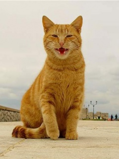 ������� �����