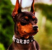 Turbo