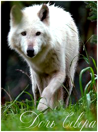 ���� ������