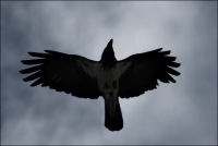 Corvus