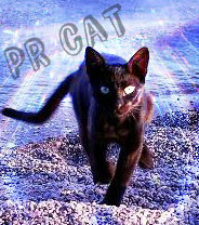 PR cat