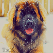 Todd