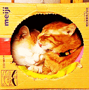 PR-��������