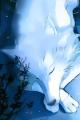 ~White_WolF_Of_DarK~