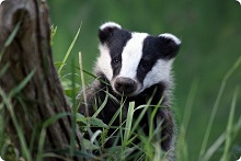 girl badger