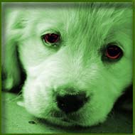 Green Dog