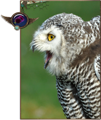 Owl