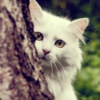 ������ ����