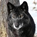 ���� �����