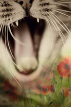 ����������