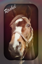 Rachel Alexandra