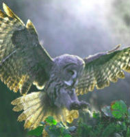Owl