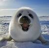 sealpup