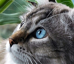 ������� ������