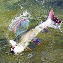 Grayling