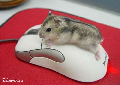 Bonusmouse