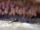 Detestable mould