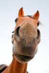 Horse40