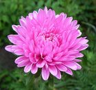 Aster